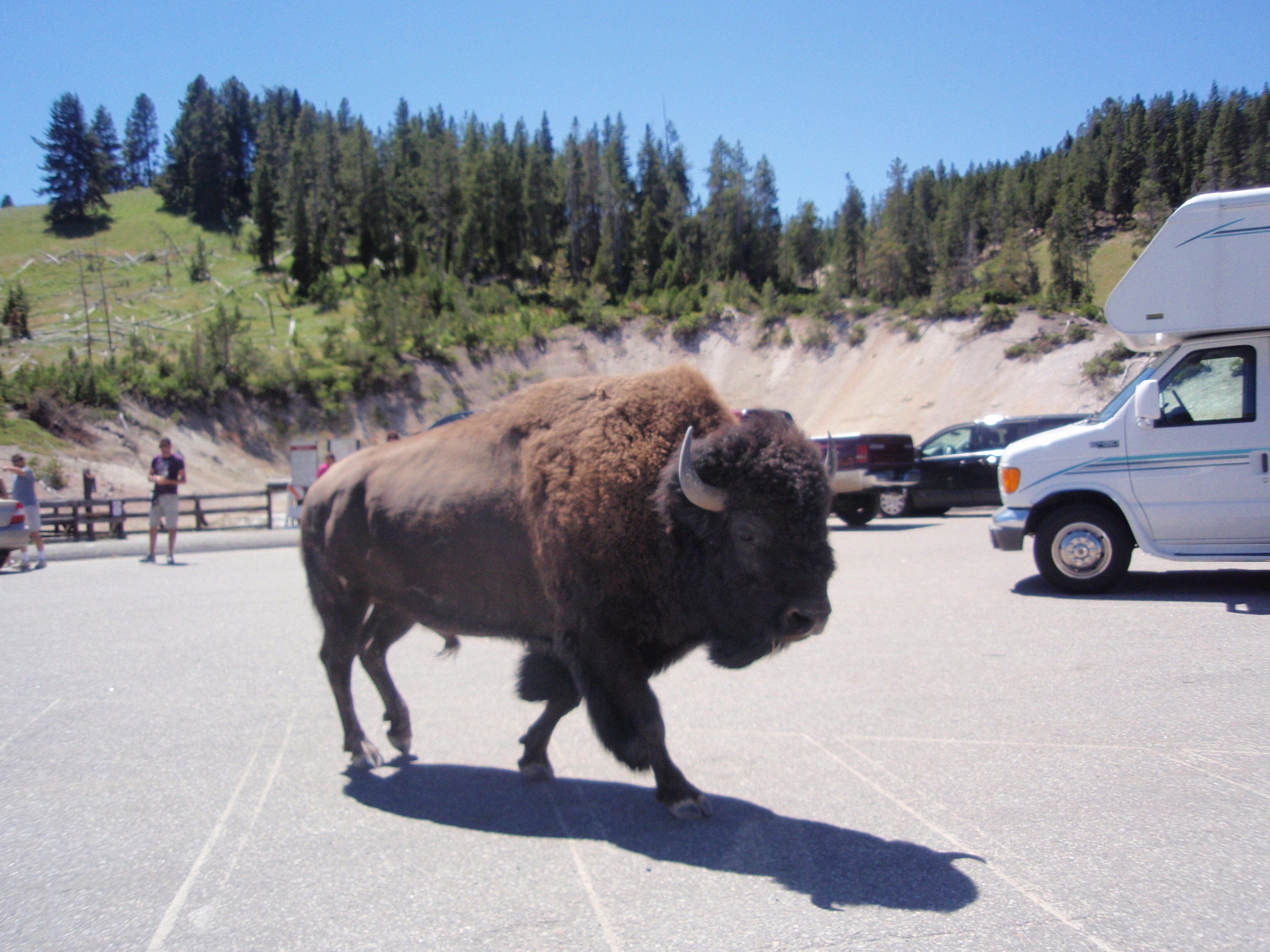 動物たち その１ Bison オレンジたろう